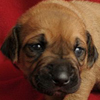 Rescue Dog